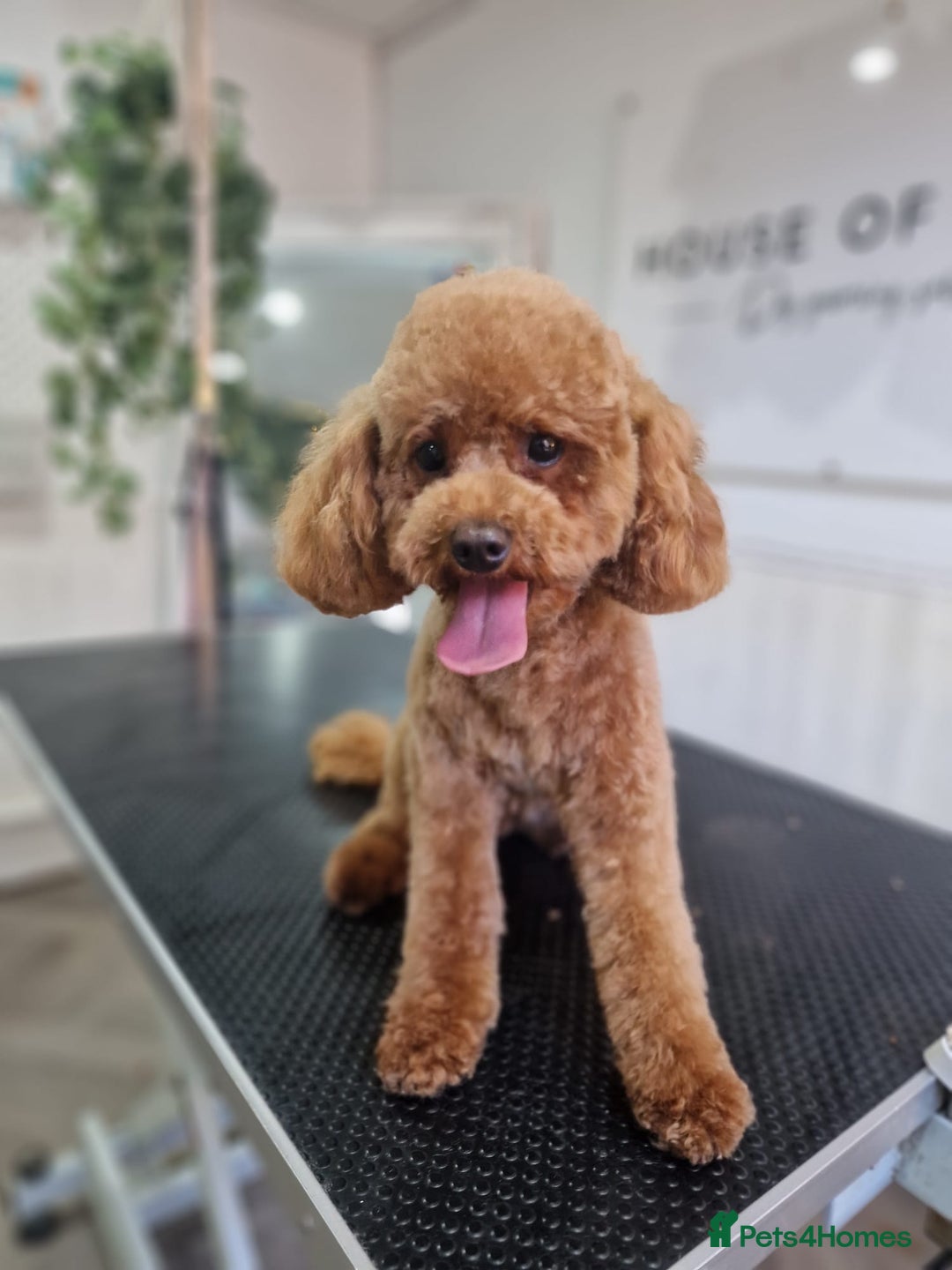 Cavapoo dogs for sale: 🌟 Premium F1bb Toy Cavapoo Puppies 🌟 - Advert 16