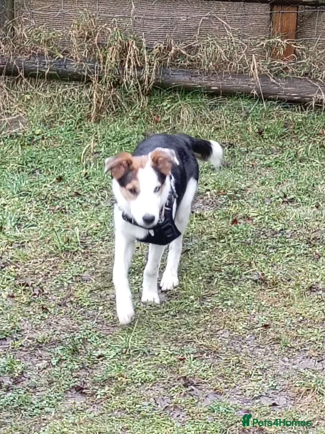 Border Collie dogs for sale: Male border Collie - Advert 2