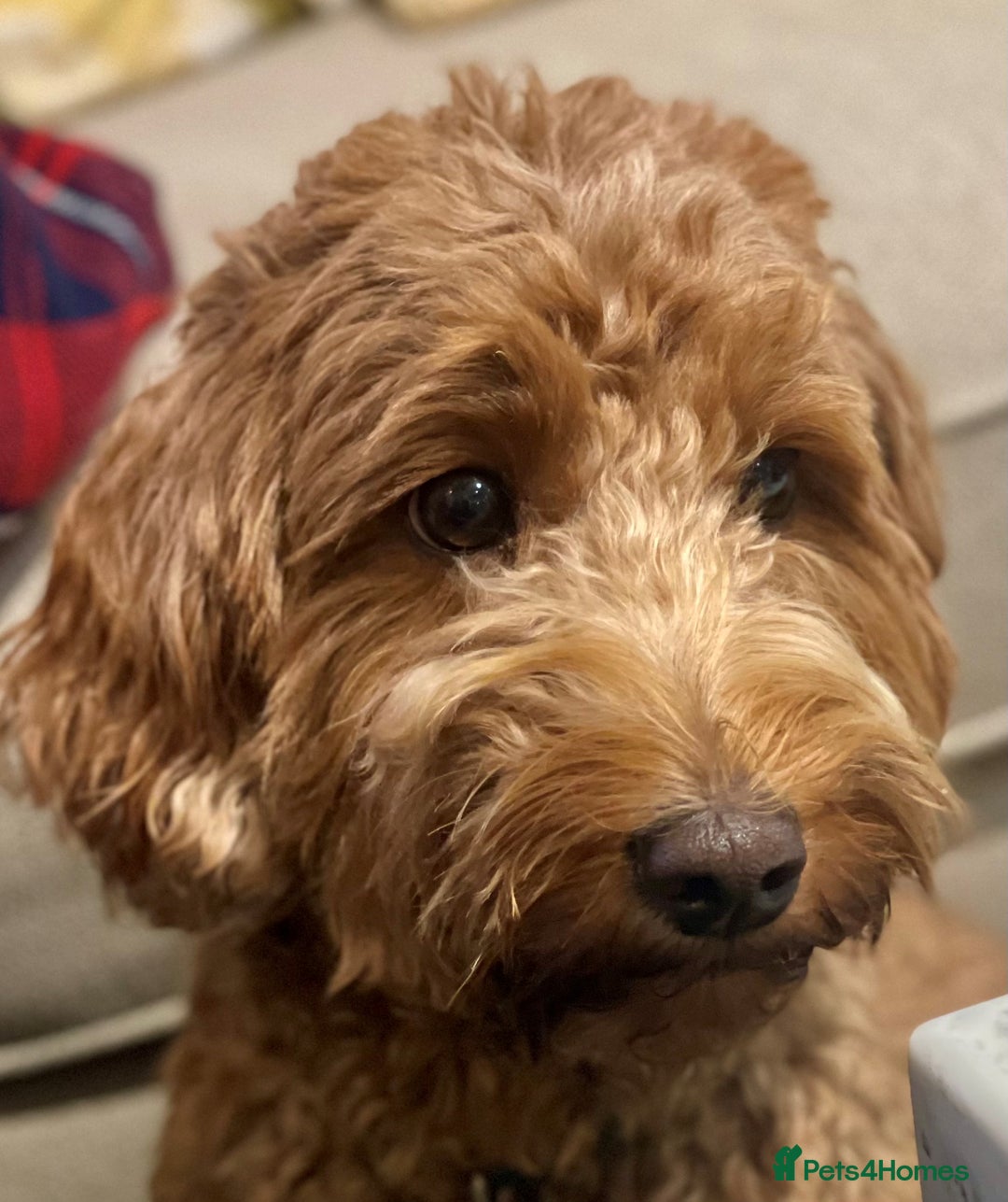 Mixed Breed dogs for sale: Beautiful Millie's Expecting DoubleDoodles - Advert 1