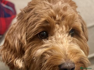 Mixed Breed dogs Beautiful Millie's Expecting DoubleDoodles - Advert 7