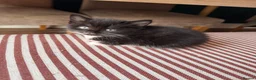 Mixed Breed cats for sale: Tuxedo Kittens looking for a loving home  - Advert 1