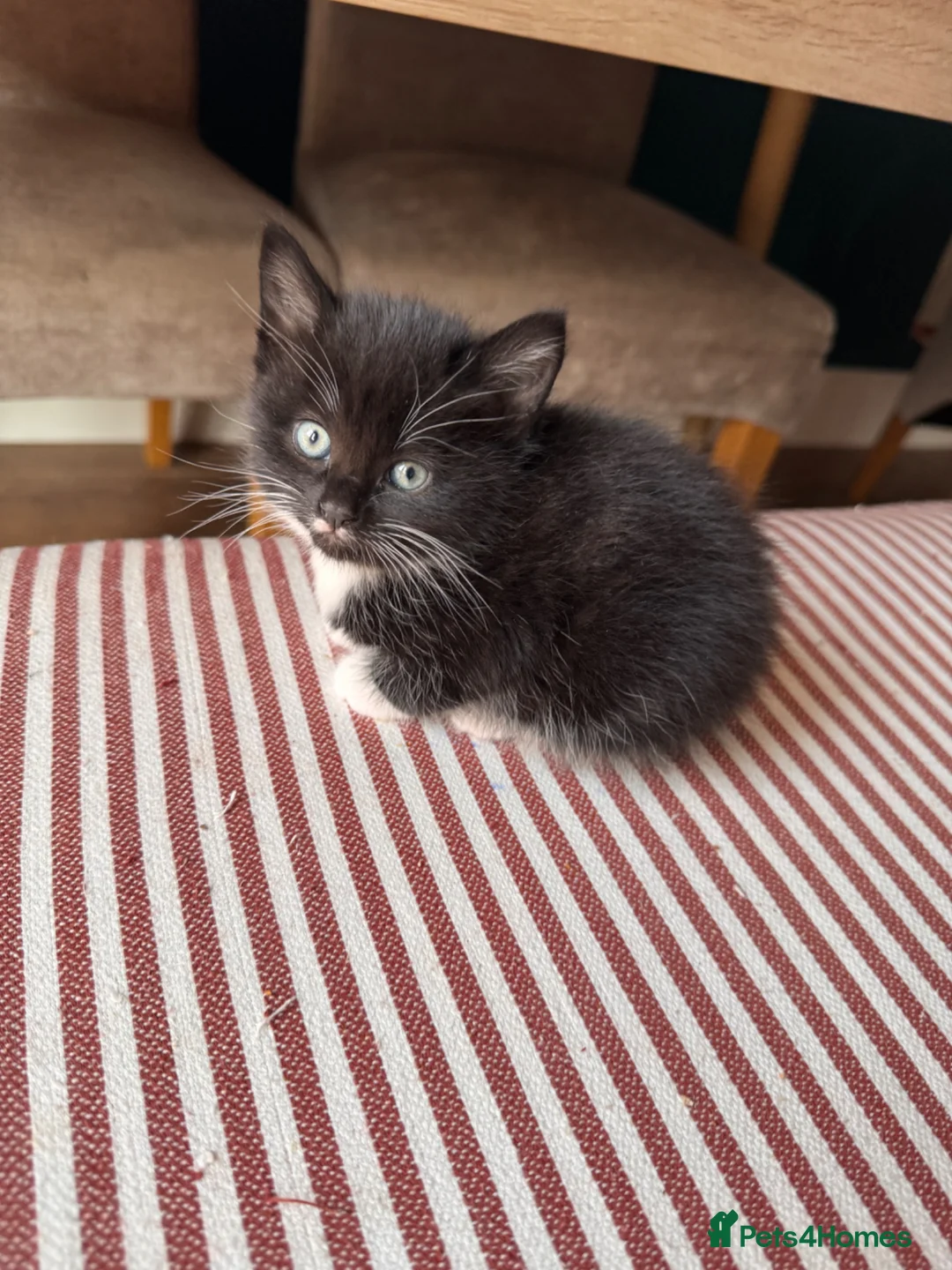 Mixed Breed cats for sale: Tuxedo Kittens looking for a loving home  - Advert 1