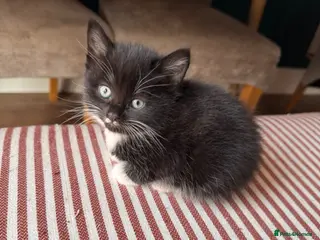 Mixed Breed cats Tuxedo Kittens looking for a loving home - Advert 6