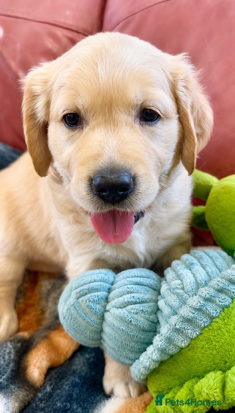 Golden Retriever dogs Last KC Golden Boy Available – Ready 18 July - Advert 1