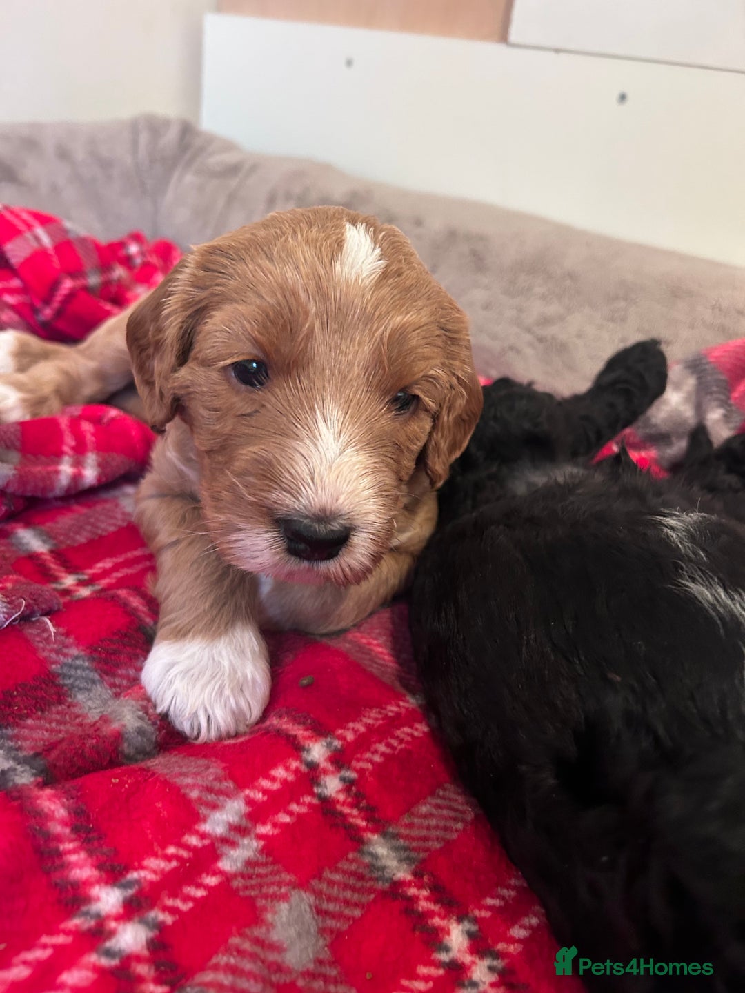 Mixed Breed dogs for sale: Labradoodle Puppies – Fox Red Parti & Black Tuxedo - Advert 7