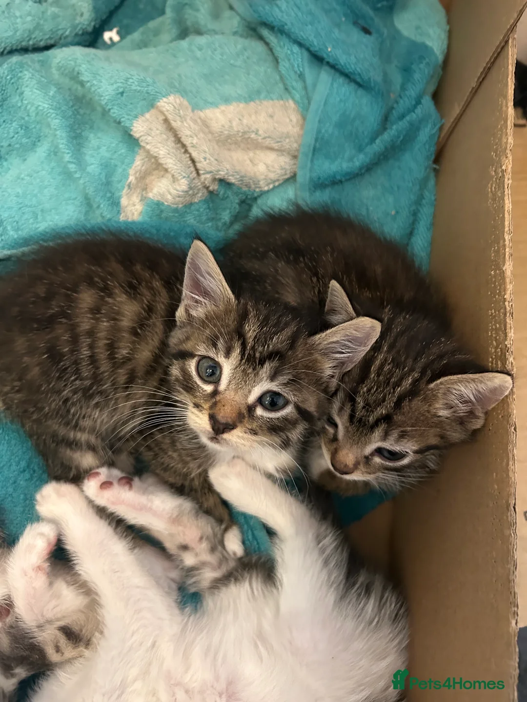 Mixed Breed cats for sale: Two siblings need a home in Birmingham - Advert 4
