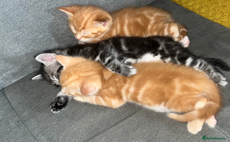 Maine Coon cats - Advert 10