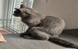 Mixed Breed cats for sale: Male mixed bristish short haired  - Image 3