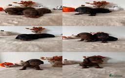 Dachshund dogs for sale: Beautiful Standard Dachshund Puppies  - Image 21