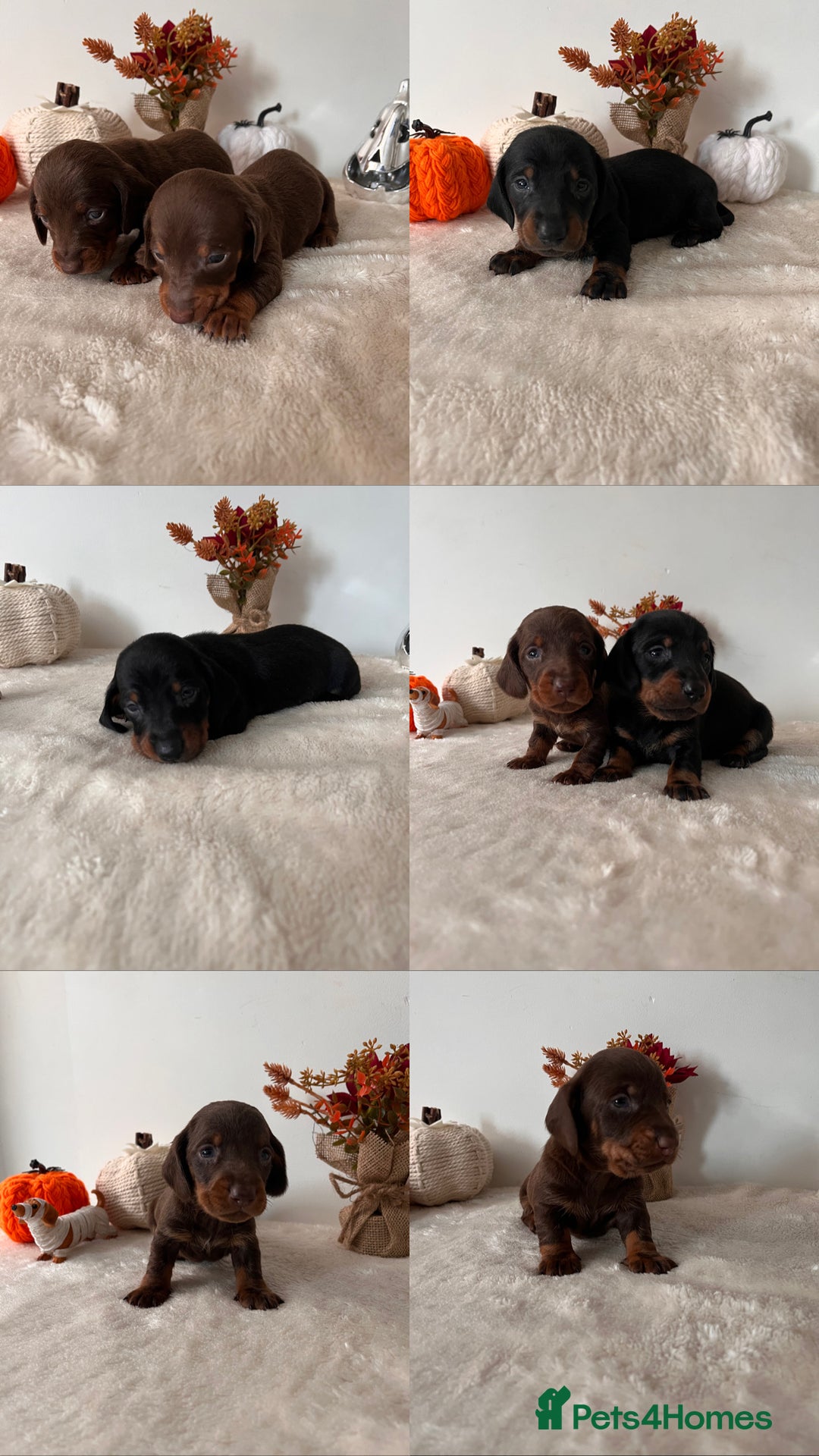 Dachshund dogs for sale: Beautiful Standard Dachshund Puppies  - Image 21