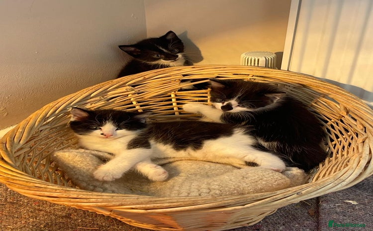 British Shorthair cats in Shifnal - Advert 14