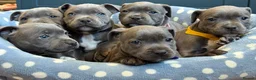 Staffordshire Bull Terrier dogs for sale: ❗️Adorable Staffy Puppies for Sale❗️ - Advert 5