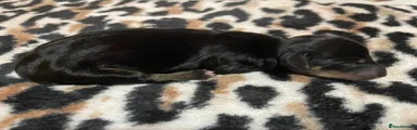 Dachshund Puppy 5