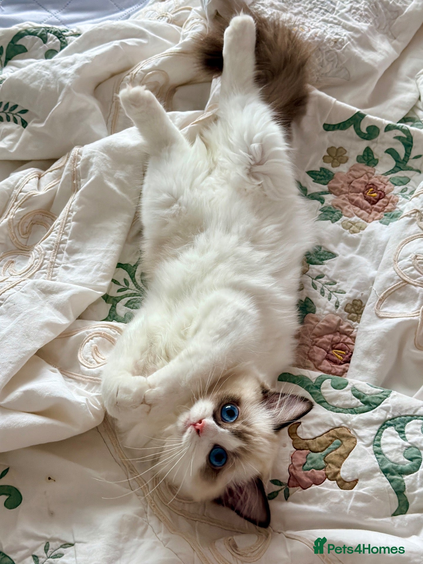 Ragdoll cats 💠🐈 TICA REG 🌟 EUROPEAN RAGDOLL KITTENS 🐈💠 - Advert 2