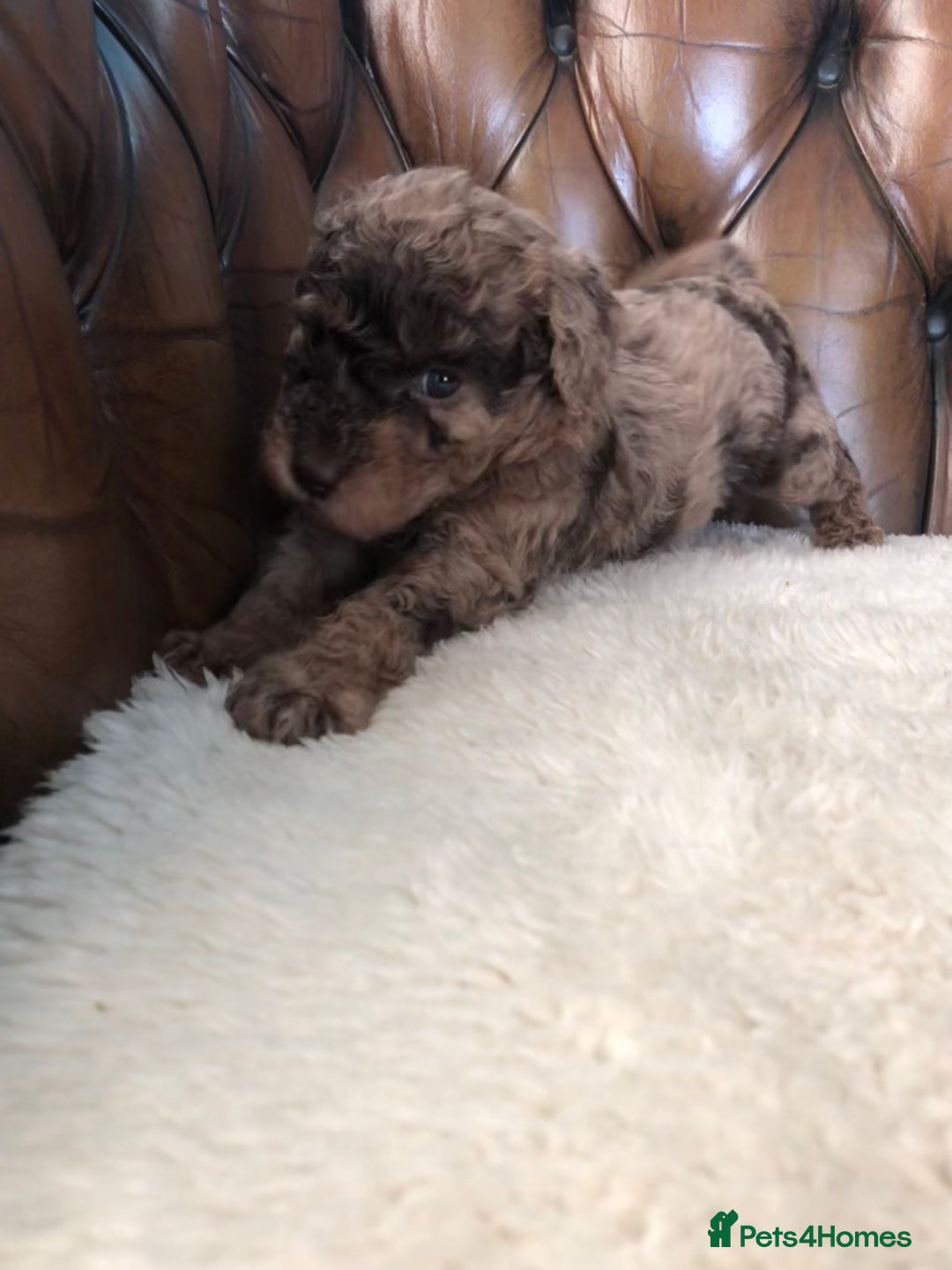 Labradoodle dogs for sale: Miniature Curly-Coated Teddybear Labradoodles  - Advert 11