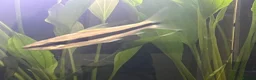 Koi Carp fish for sale: True Siamese Algae Eater Fish (Approx 6”) in Eastbourne - Advert 7
