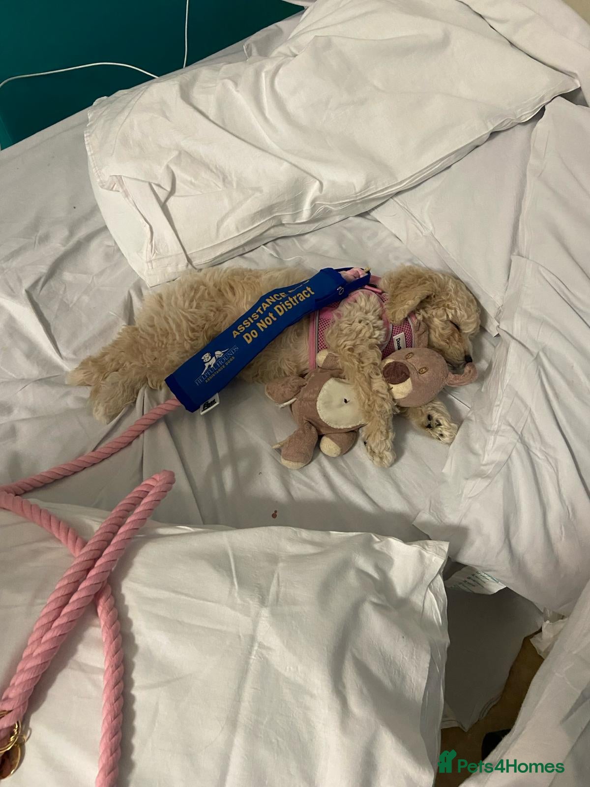Mini Goldendoodle dogs for sale: 🐾✨ Beautiful Toy Goldendoodle Puppies  ✨🐾 - Advert 22