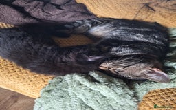 Domestic Shorthair cats for sale: 2 male kittens ready to leave today!  - Image 31