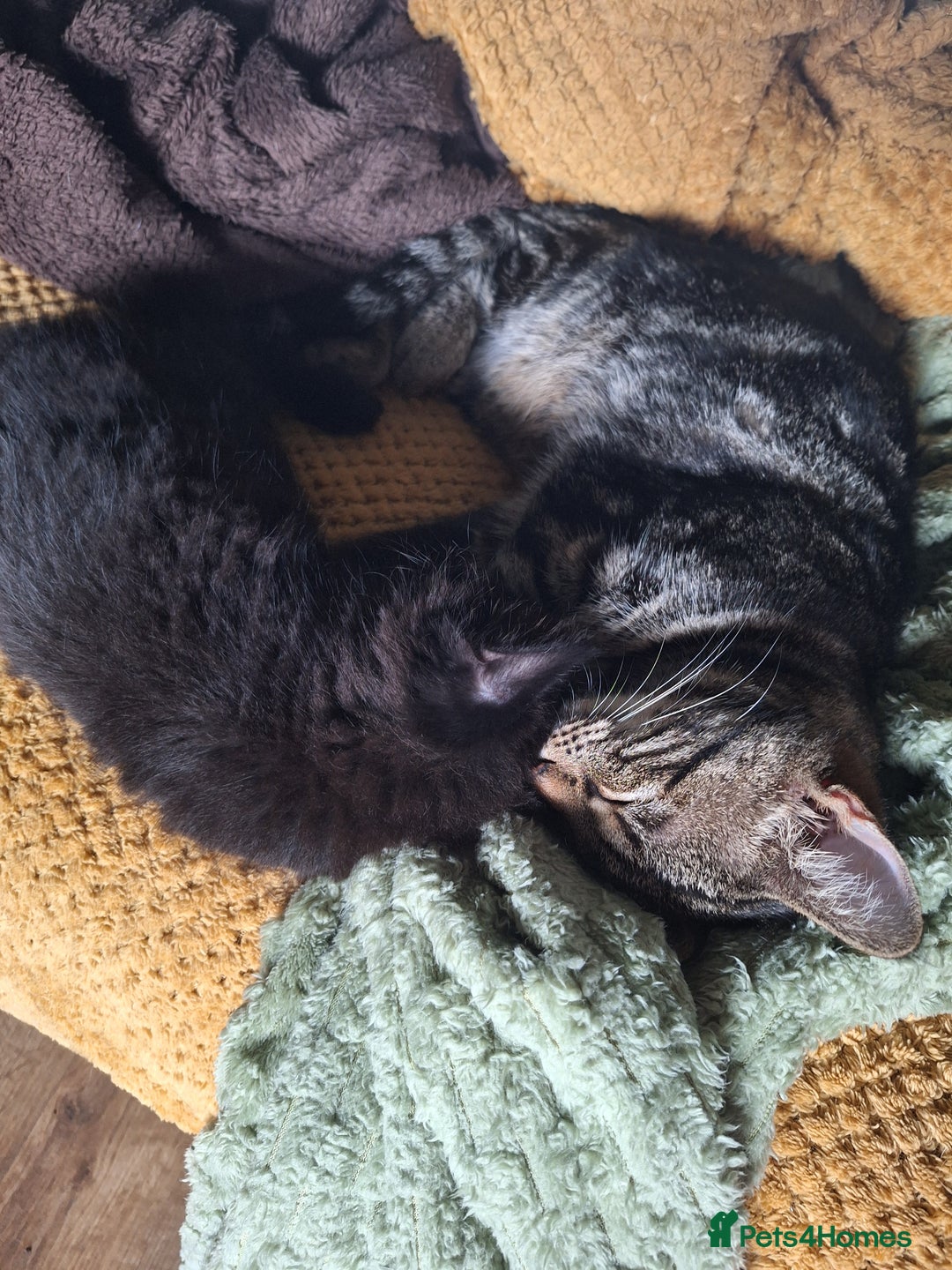Domestic Shorthair cats for sale: 2 male kittens ready to leave today!  - Image 31