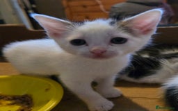 European cats for sale: M9 4ED in Manchester - Image 4