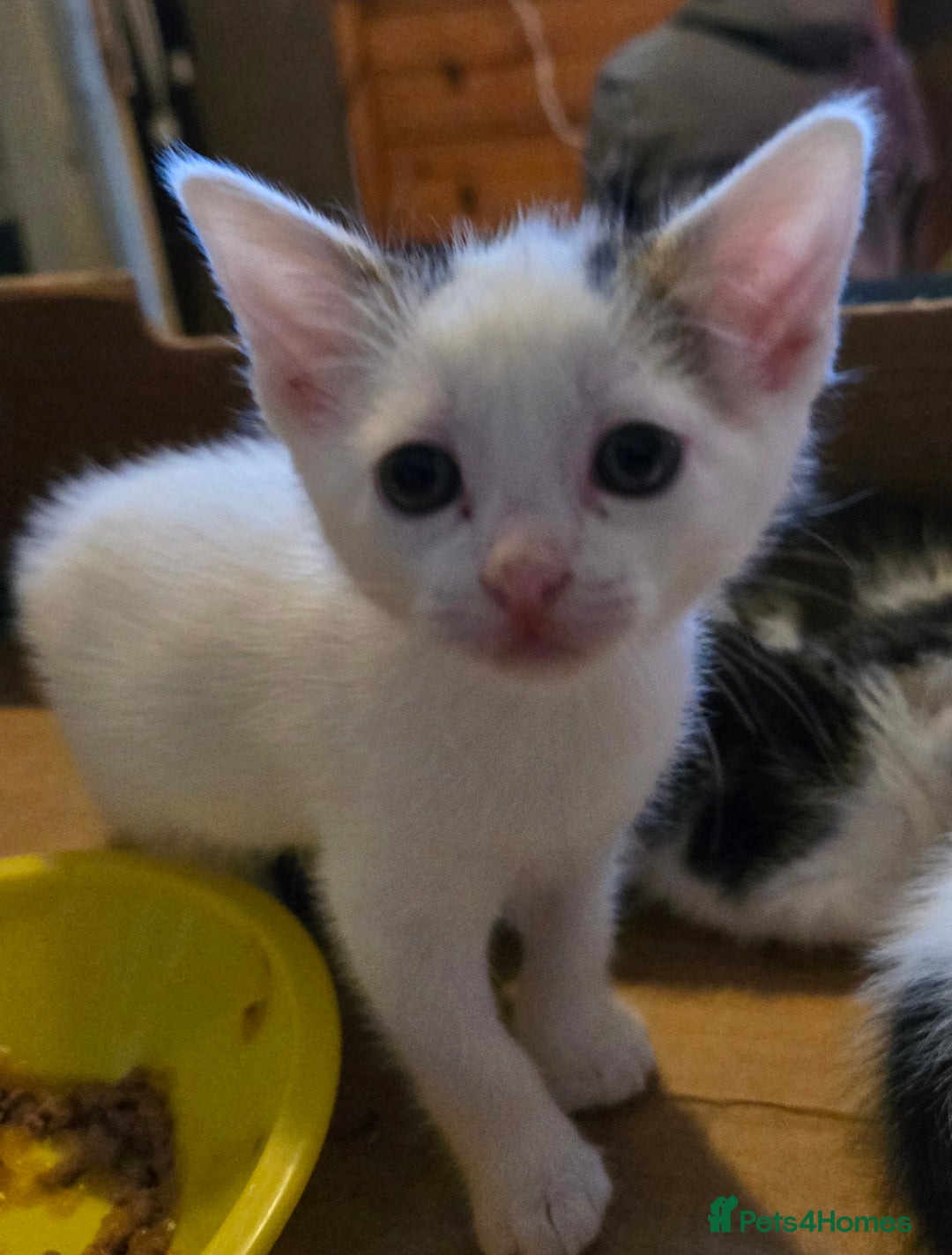 European cats for sale: M9 4ED in Manchester - Image 4