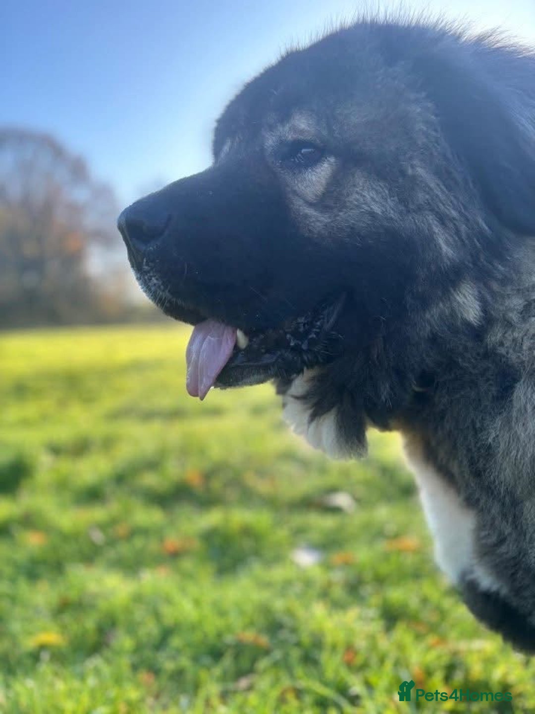 Caucasian Shepherd Dog dogs for sale: 🏡 ADOPT MISHA 🐾 FREE 🌟 Make a Christmas Miracle - Advert 9