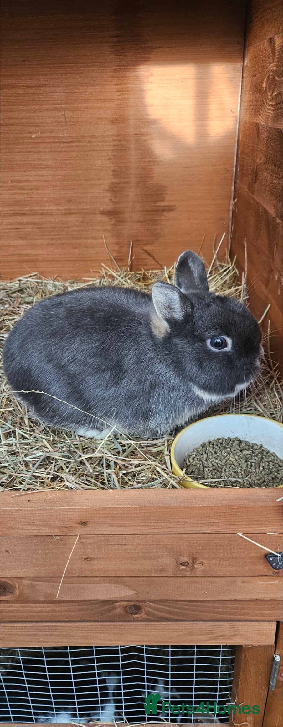 Netherland Dwarf rabbits READY TO LEAVE Netherland dwarf   - Advert 9
