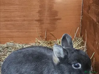 Netherland Dwarf rabbits READY TO LEAVE Netherland dwarf - Advert 9