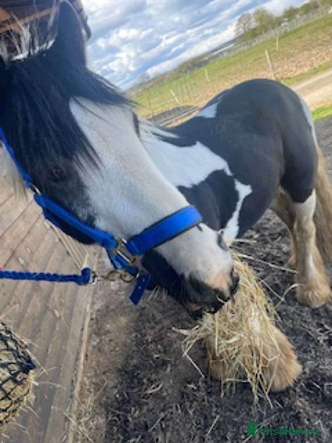 Riding pony horses for sale: Piebald Cob 13.2  in Bognor Regis - Advert 4