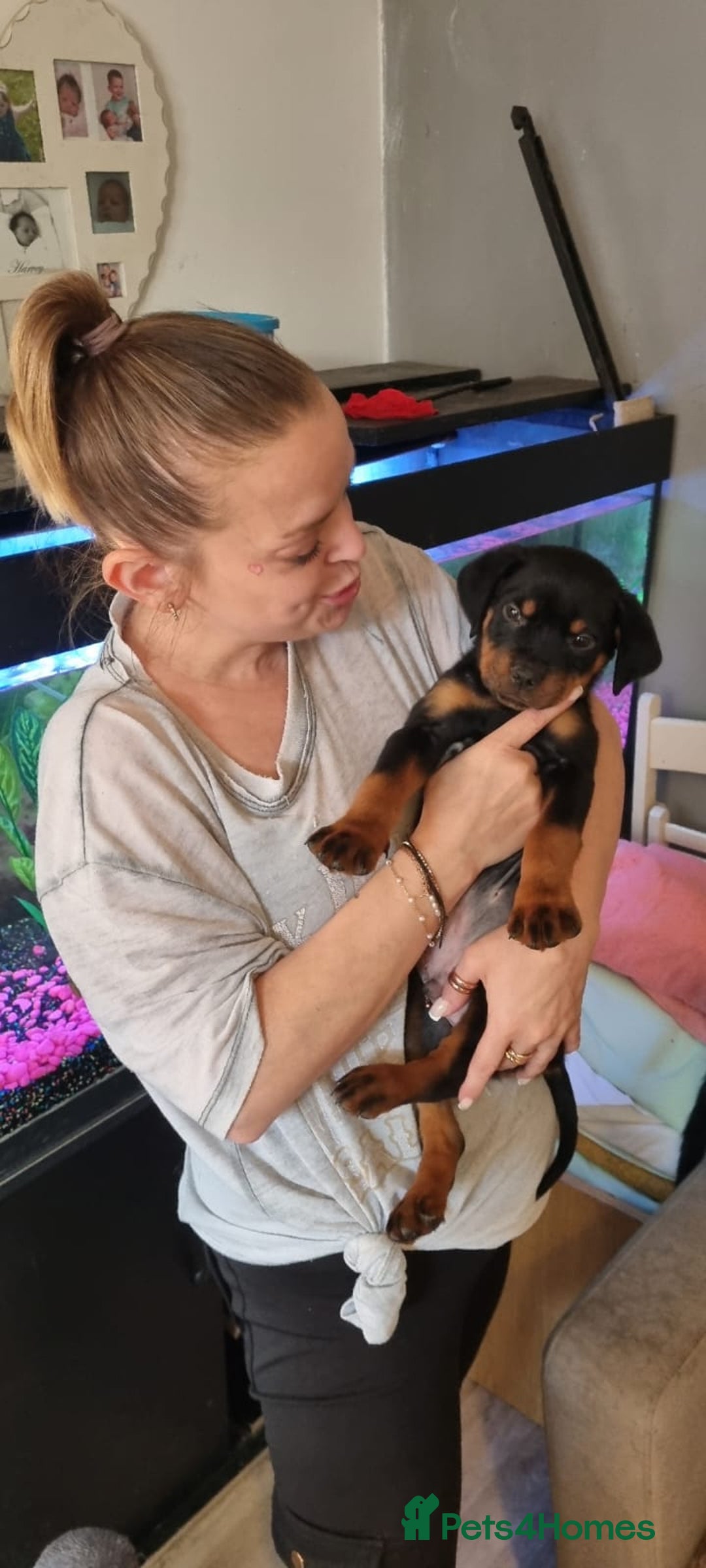 Rottweiler dogs for sale: 🐾 Adorable Rottweiler Puppies for sale 🐾 - Image 3