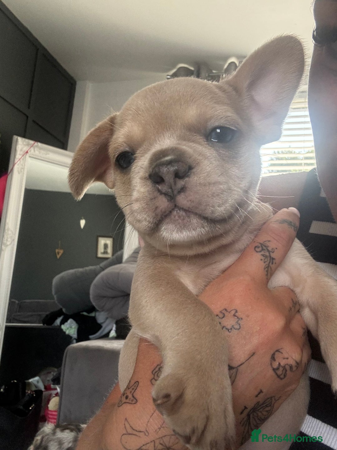 French Bulldog dogs for sale: French bulldogs 4 male 1 female(fluffy mum)  - Image 3