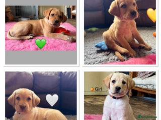 Labrador Retriever dogs Kennel Club Registered Labrador puppies - Advert 8