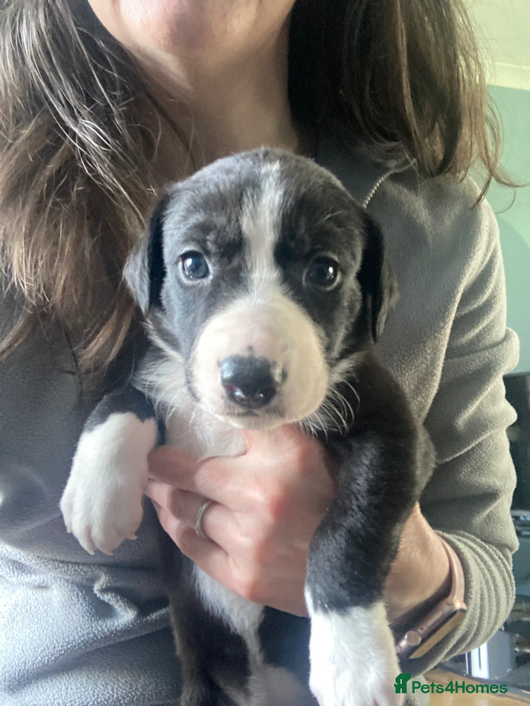 Mixed Breed dogs for sale: Beautiful Whippet x Beagle puppies  in Bexhill-on-Sea - Advert 7