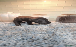 Great Dane dogs for sale: Kc & Beautiful Litter of Chunky Great Dane Puppies - Advert 19