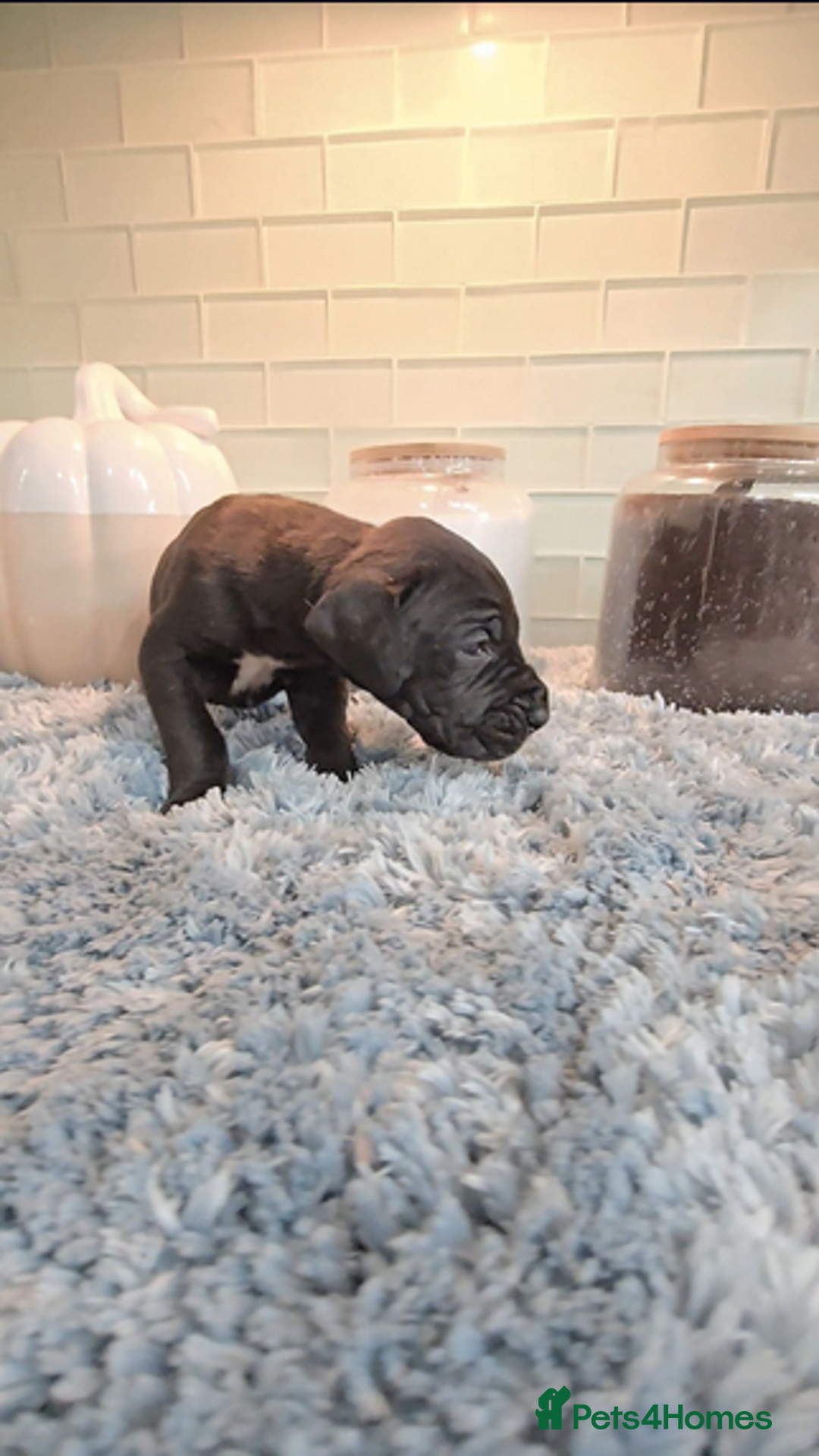 Great Dane dogs for sale: Kc & Beautiful Litter of Chunky Great Dane Puppies - Advert 19