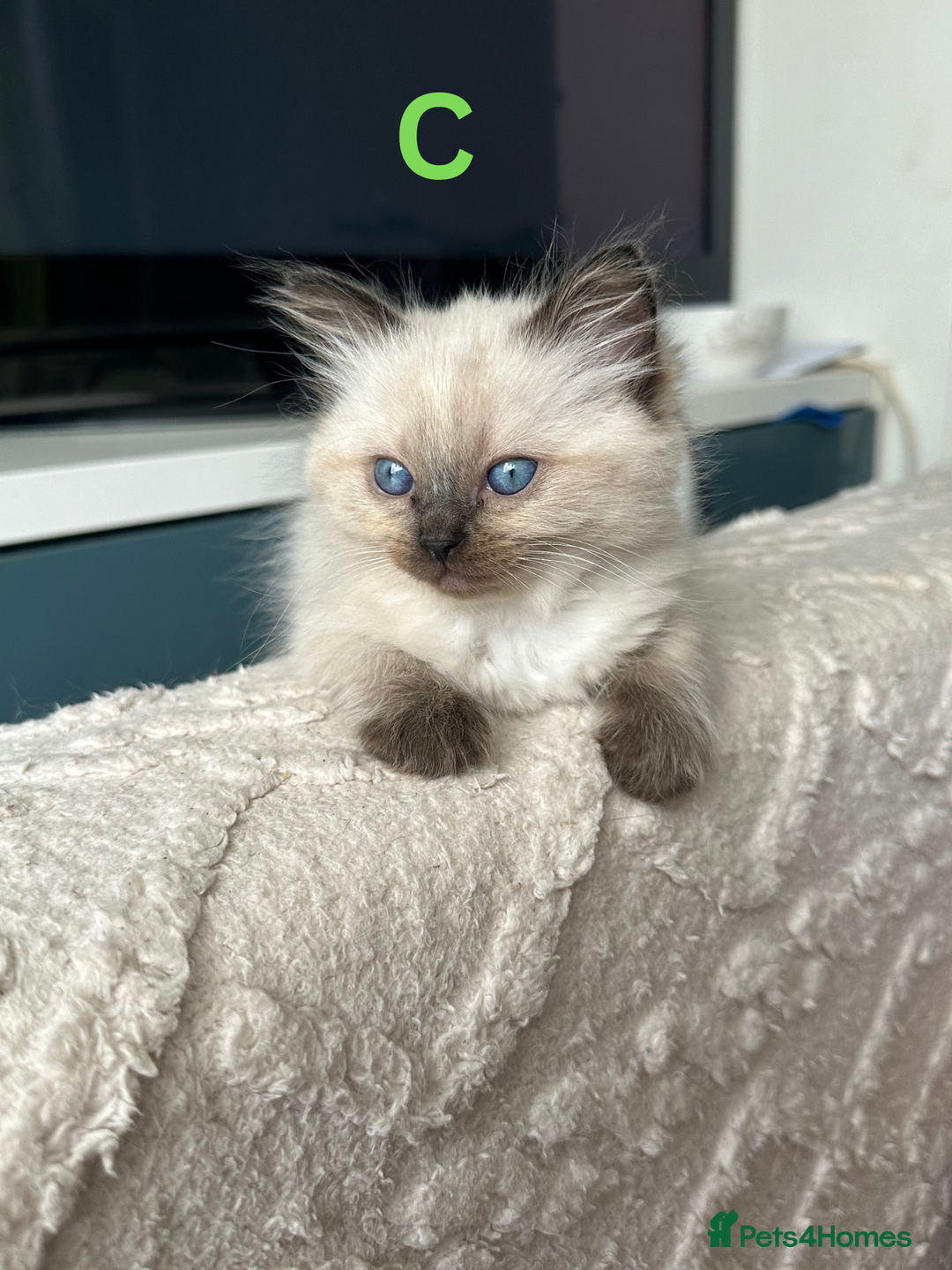Ragdoll cats for sale: Beautiful Ragdoll kittens - Image 9