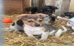 Jack Russell dogs for sale: Rare jack russell - Image 2