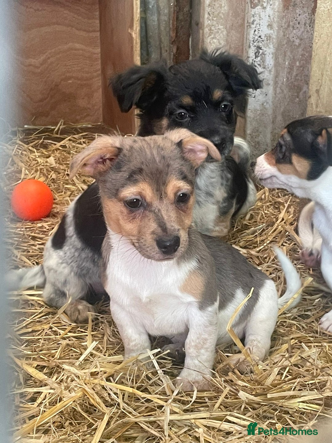 Jack Russell dogs for sale: Rare jack russell - Image 2