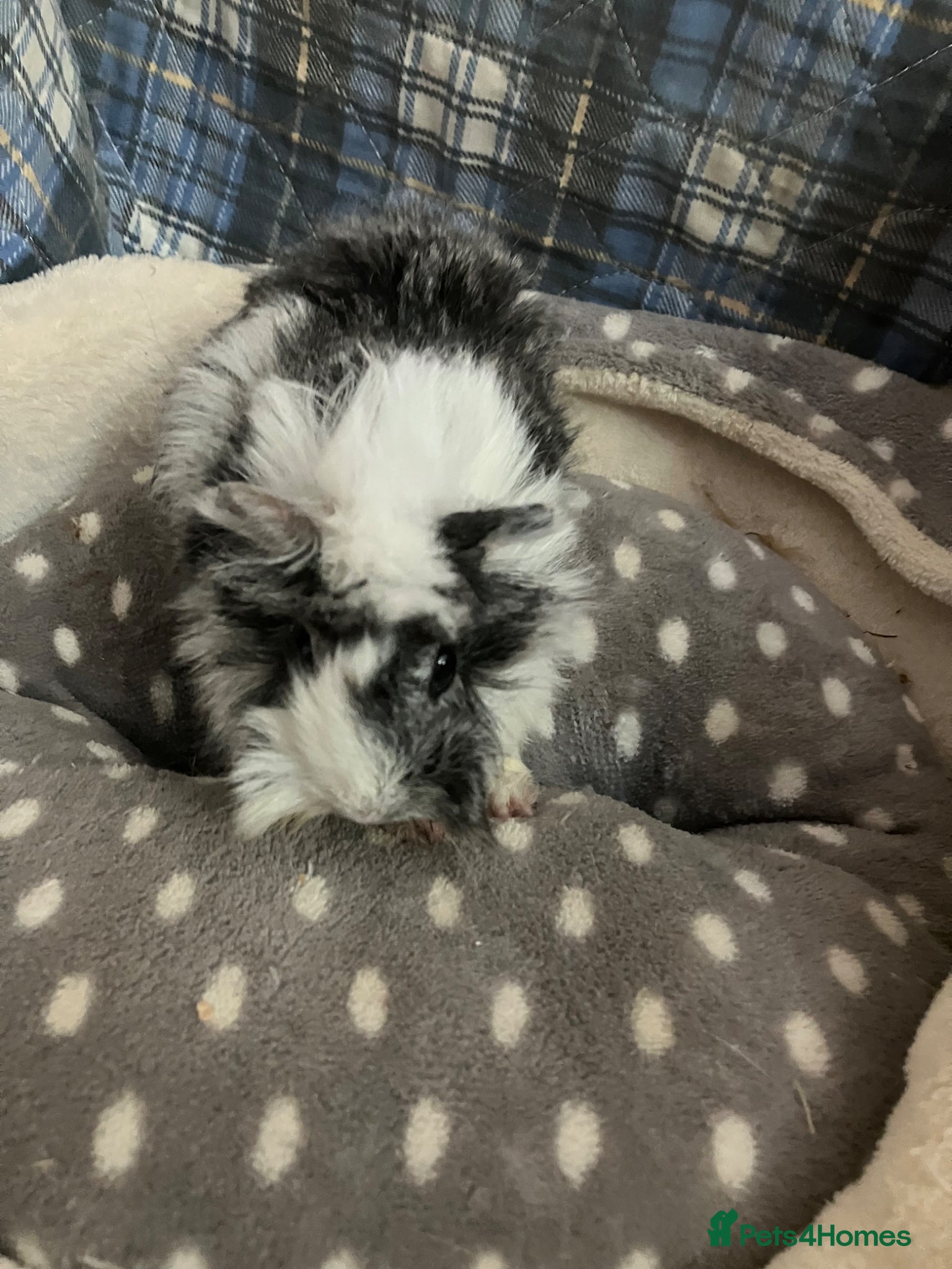 Guinea Pig rodents Lots of lovely baby guinea pigs for sale - Advert 16