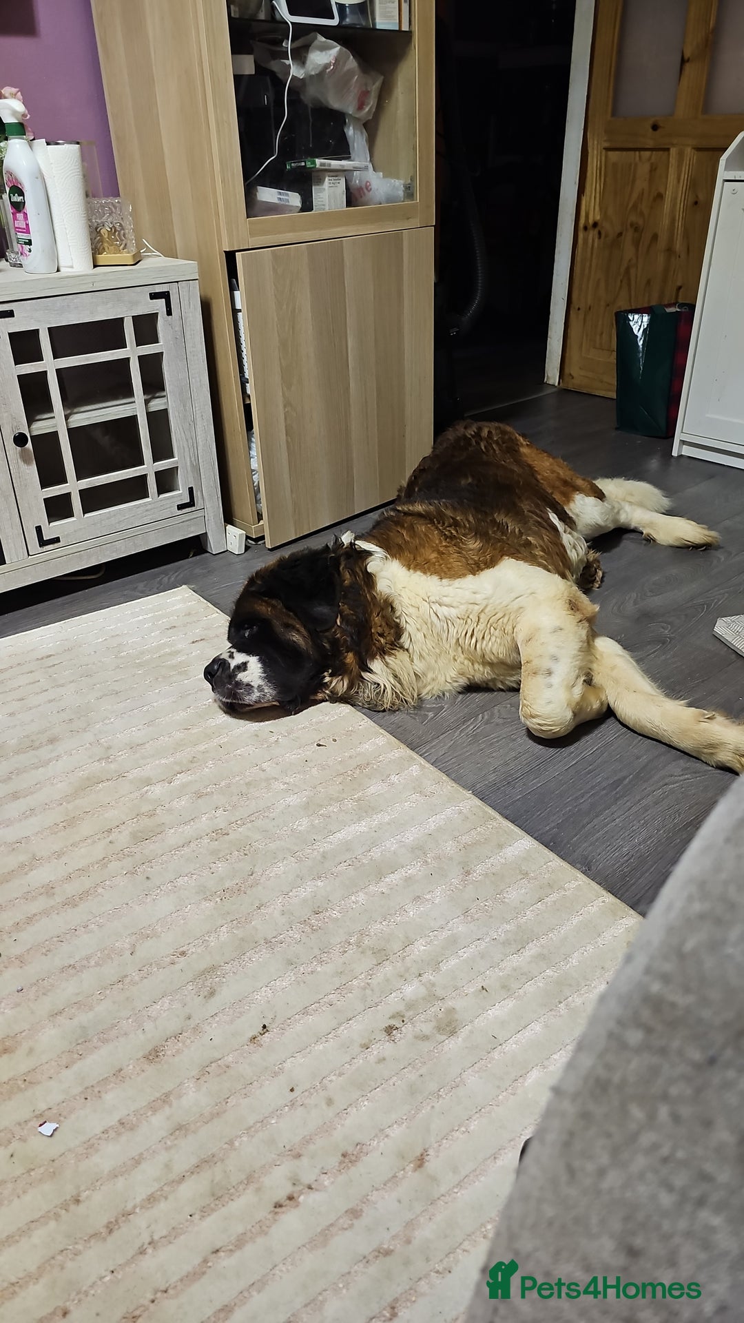 Saint Bernard dogs for sale: Saint bernards - Advert 4
