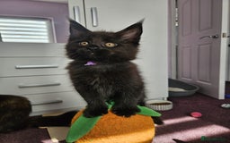 Maine Coon cats for sale: ✨7 Pure Bred Maine Coon Kittens✨ - Image 13