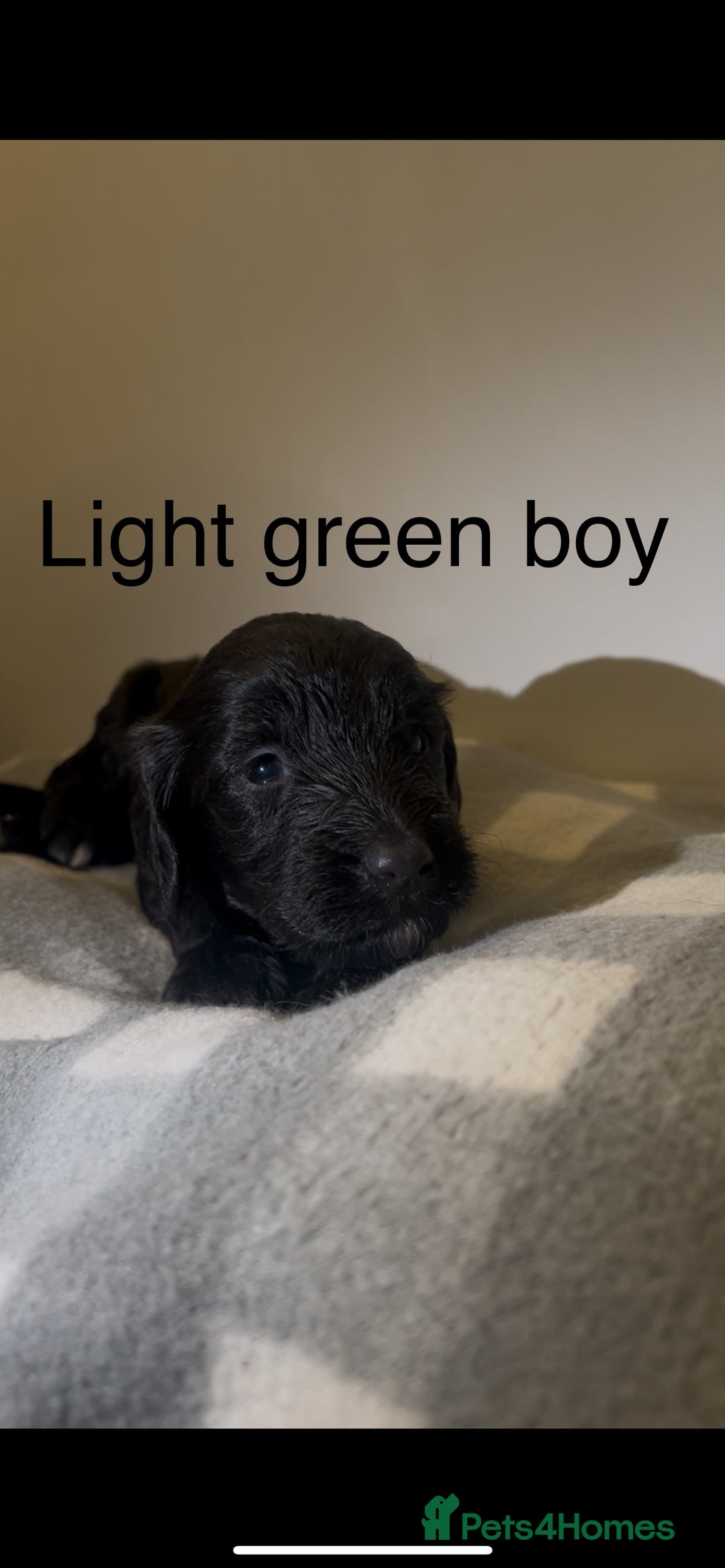 Cockapoo dogs for sale: Cockapoo puppies - Image 18
