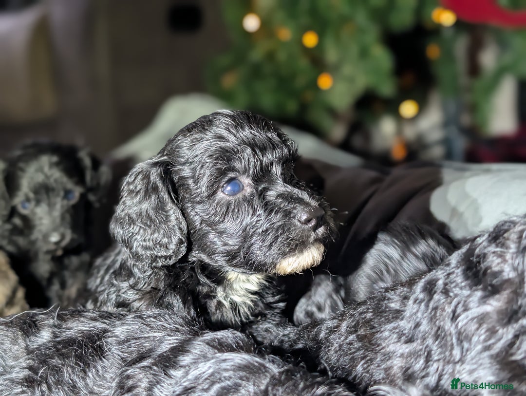 Cavapoochon dogs for sale: Rare Cavapoochons Home Raised PRA clear - Advert 35