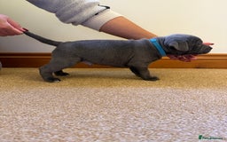 Staffordshire Bull Terrier dogs for sale: Gorgeous KC Reg/Health Tested Blue SBT Puppies - Image 22