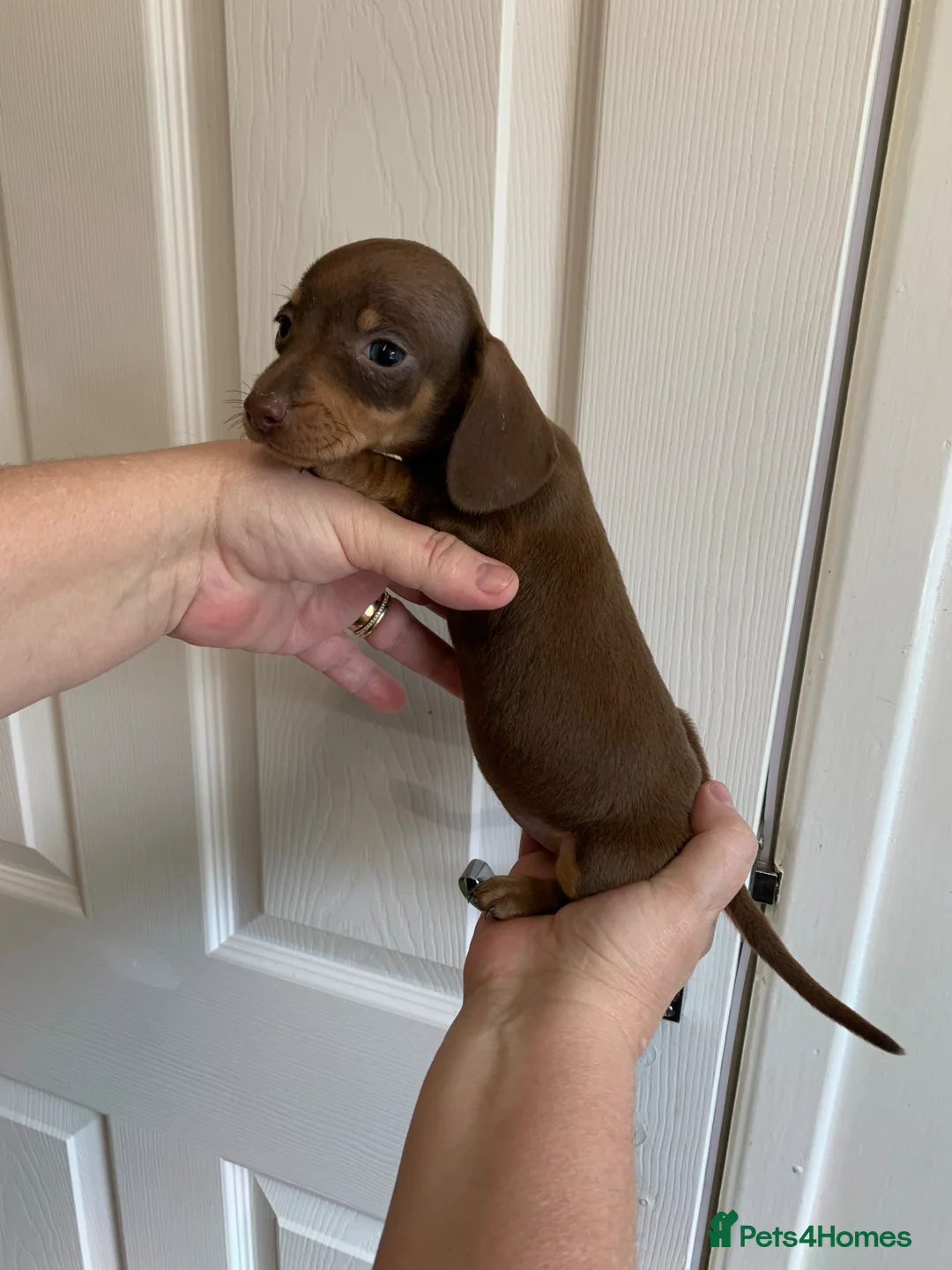Miniature Dachshund dogs for sale: 5 Miniature Dachshund puppies ready 30th April  - Advert 2
