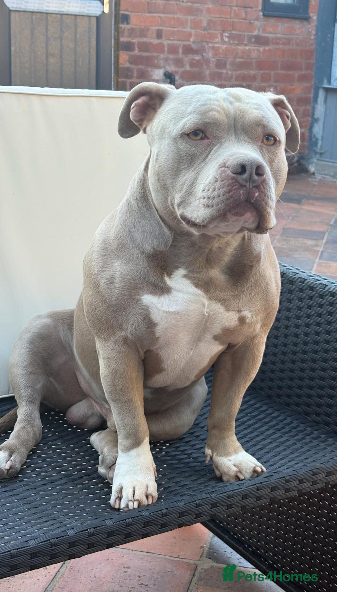 American Bulldog dogs for stud: Pocket bully stud - Advert 2