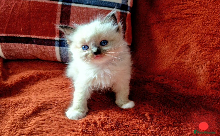 Ragdoll cats - Advert 10