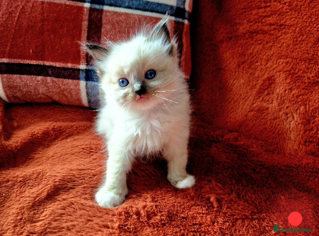 Ragdoll cats for sale: 🥰Fluffdoll Ragdoll Gorgeous Girls 🥰 - Image 7
