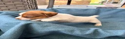 Jack Russell dogs for sale: Beautiful Jack Russell pups, petite, smooth coat.  - Advert 37