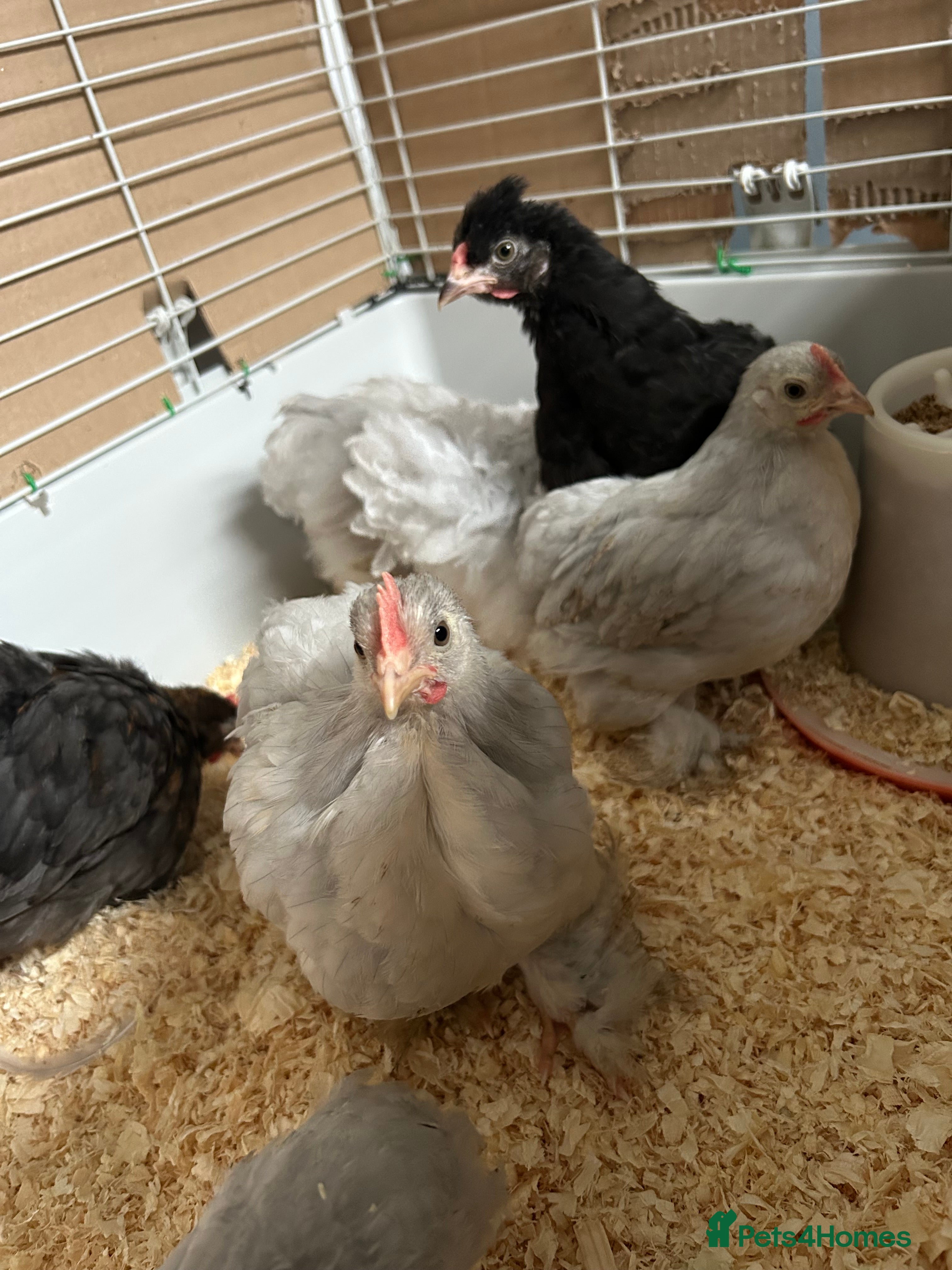 Chickens poultry ❌SOLD❌ Free Pekin cockerels and Pekin x - Advert 1